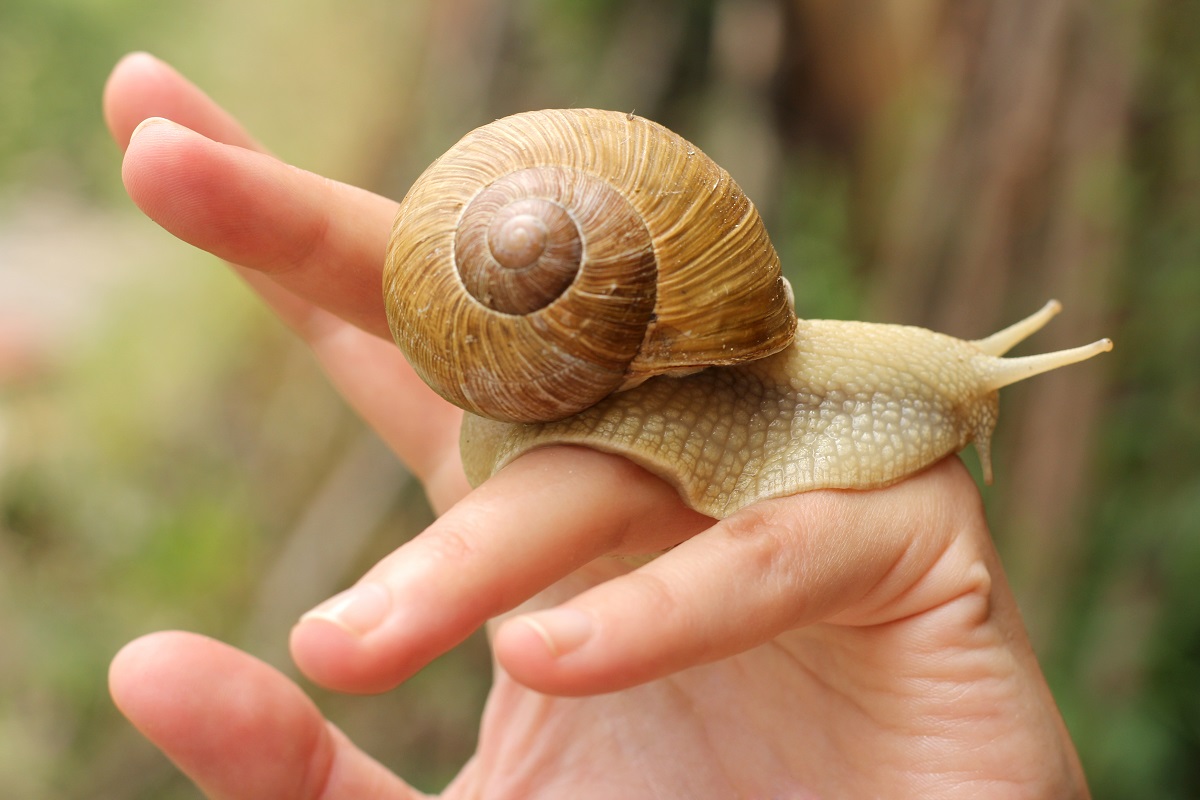 escargot