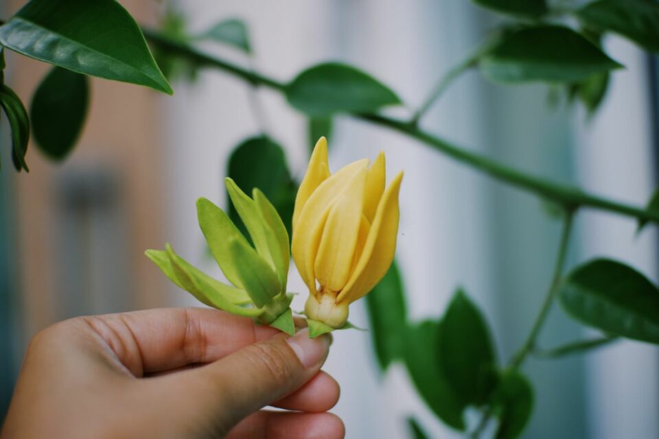 huile ylang ylang